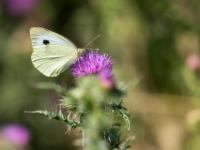 Ein Großer Kohlweißlinge auf Klettenblüte